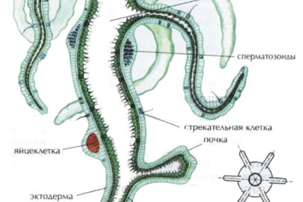 Кракен сообщество