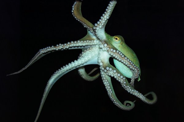 Kraken 21at
