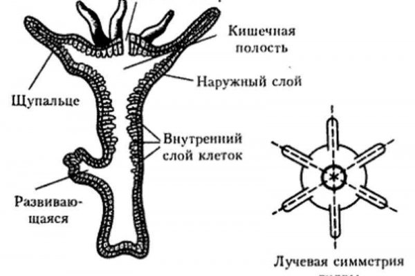 Ссылки кракен 2024