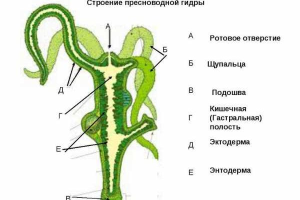 Kraken зеркала gigageek ru